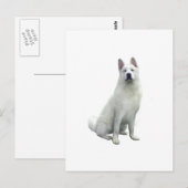Akita - Wit Briefkaart (Voorkant / Achterkant)