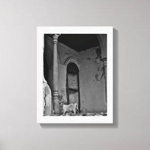 Al Balad Cat Canvas Afdruk