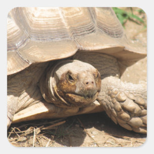 Ala Aldabra Vierkante Sticker
