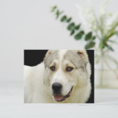 Alabai Dog briefkaart (Staand voorkant)