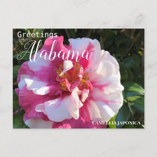 Alabama Camellia Flower Briefkaart (Voorkant)