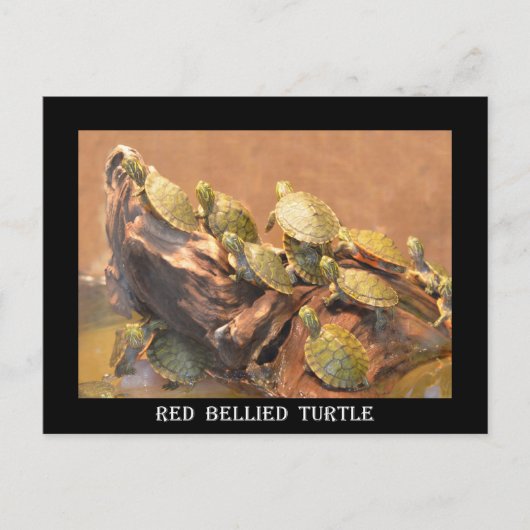 Alabama Red Bellied Turtle 2 (Alabama) Briefkaart (Voorkant)