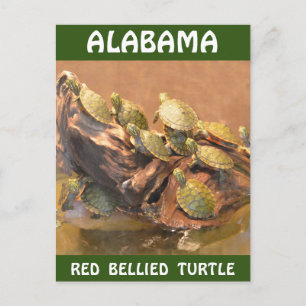 Alabama Red Bellied Turtle 2 (Alabama) Briefkaart