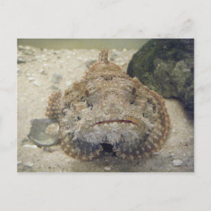 Alabama Sea Life #3 Carte postale