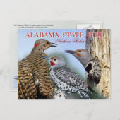 Alabama State Bird - Northern Flicker Briefkaart (Voorkant / Achterkant)