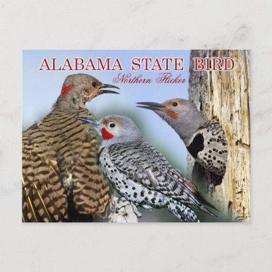 Alabama State Bird - Northern Flicker Briefkaart (Voorkant)