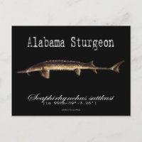 Alabama Sturgeon-Black-Briefkaart