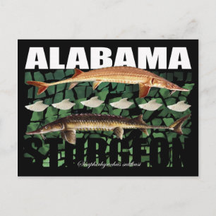 Alabama Sturgeon-Collage-Briefkaart Briefkaart