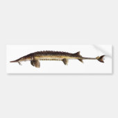 Alabama Sturgeon - Scaphirhynchus suttkusi Bumpersticker (Voorkant)