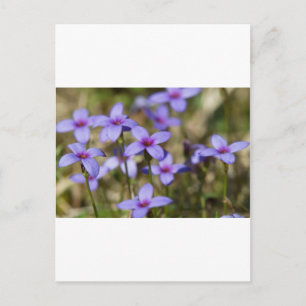 Alabama Wildflower Tiny Bluet - Houstonia pusilla Briefkaart