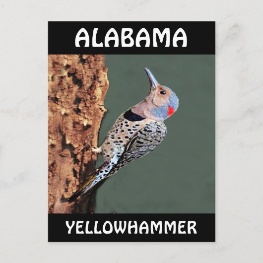 Alabama Yellowhammer Briefkaart (Voorkant)