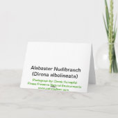 Alabaster Nudibranch (Dirona albolineata) - carte (Dos)