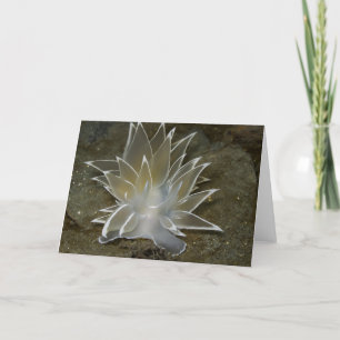 Alabaster Nudibranch (Dirona albolineata) - carte