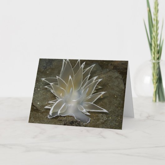 Alabaster Nudibranch (Dirona albolineata) - carte (Devant)