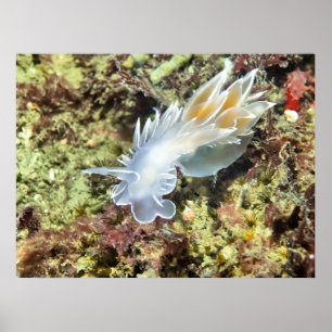 Alabaster Nudibranch - Fine Art Print