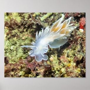 Alabaster Nudibranch - Kunstprint Poster