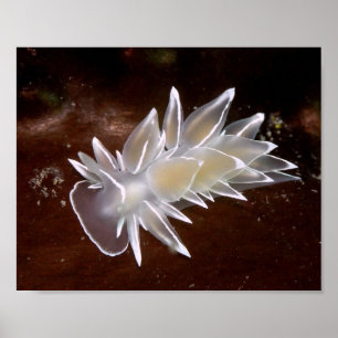 Alabaster Nudibranch - Kunstuitgaven Poster