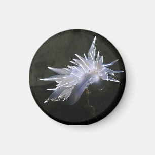 Alabaster Nudibranch Magnet Magneet