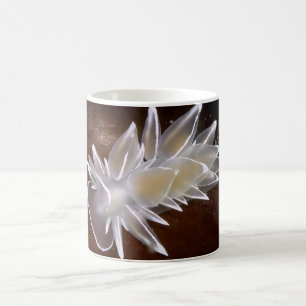 Alabaster Nudibranch - Mokken
