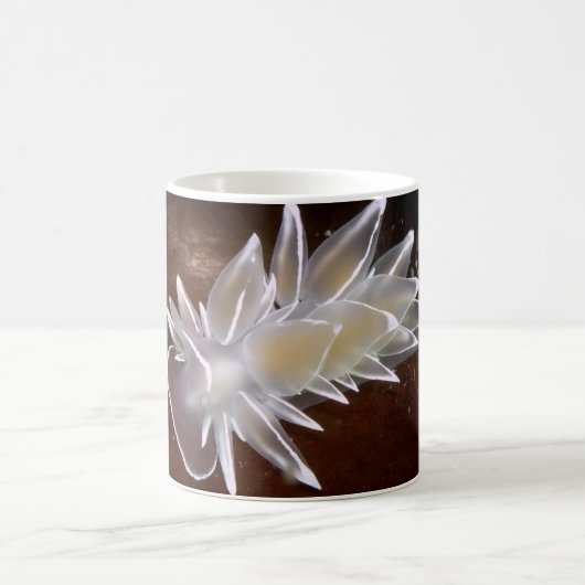 Alabaster Nudibranch - Mokken (Center)