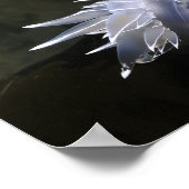 Alabaster Nudibranch Poster (Hoek)