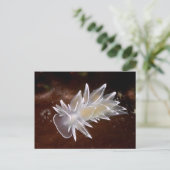 Alabaster Nudibranche - Carte postale (Debout devant)