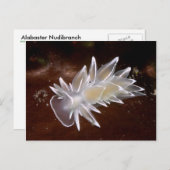 Alabaster Nudibranche - Carte postale (Devant / Derrière)