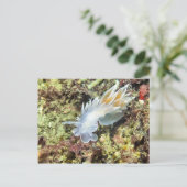 Alabaster Nudibranche - Carte postale (Debout devant)