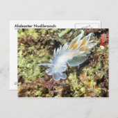 Alabaster Nudibranche - Carte postale (Devant / Derrière)
