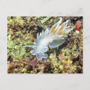 Alabaster Nudibranche - Carte postale