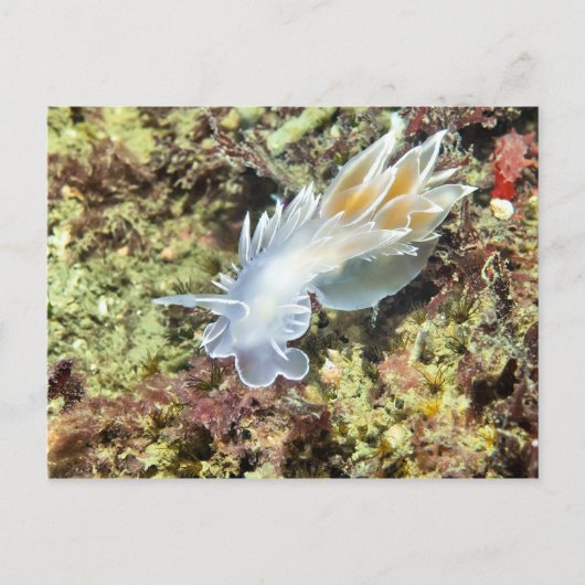 Alabaster Nudibranche - Carte postale (Devant)