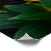 Alamanda Poster (Hoek)