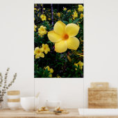 Alamanda Poster (Keuken)