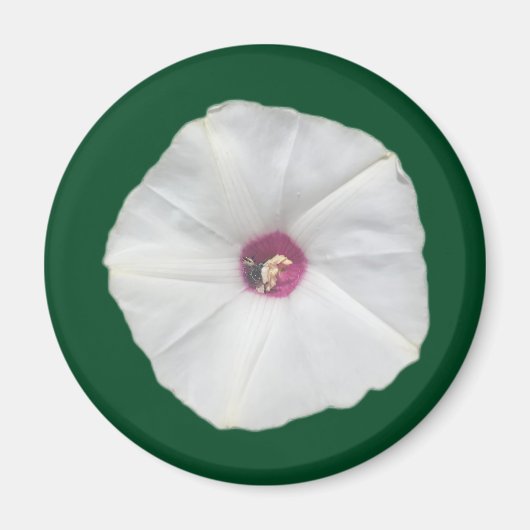 Alamo Vine Magneet (Voorkant)