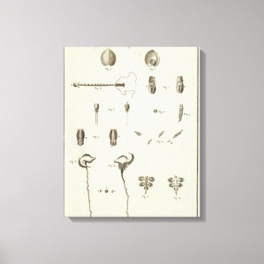 Alaska 5 canvas afdruk (Voorkant)