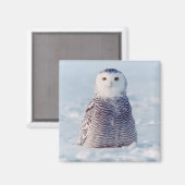 Alaska Arctic Snowy Owl Winter Scene Magneet (Voorkant / Achterkant)