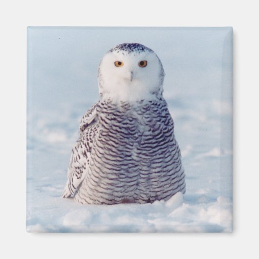 Alaska Arctic Snowy Owl Winter Scene Magneet (Voorkant)