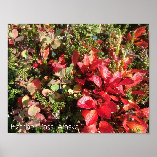 Alaska Berry Poster (Voorkant)
