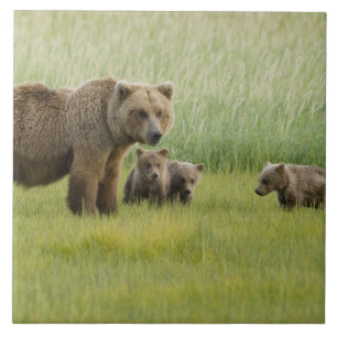 Alaska Bruine Beer Moeder en drie Jongen, Ursus Tegeltje