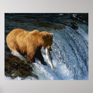 Alaska bruine beer vangt zalm bij Brooks Poster