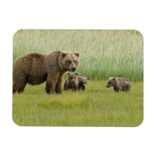Alaska bruine berin moer en drie welpen, Ursus Magneet