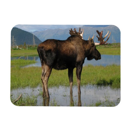 Alaska Bull Moose Antlers Marsh Photo Ontworpen Magneet (Horizontaal)