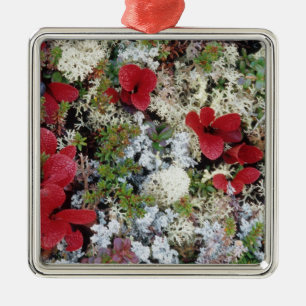 Alaska, Denali National Park, Arctic tundra is Metalen Ornament