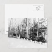 Alaska Dog Sledding Briefkaart (Voorkant / Achterkant)