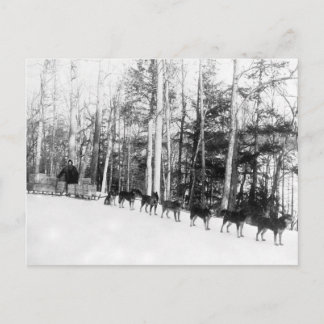 Alaska Dog Sledding Briefkaart