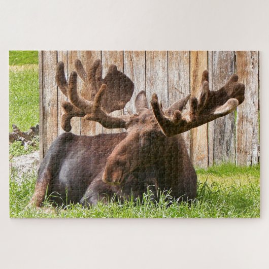 Alaska eland ontspannen legpuzzel (Horizontaal)