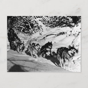Alaska eskimo Malamute sled race Briefkaart