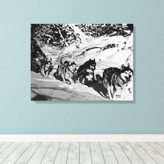 Alaska eskimo Malamute sled race Canvas Afdruk (Insitu (Houten vloer))