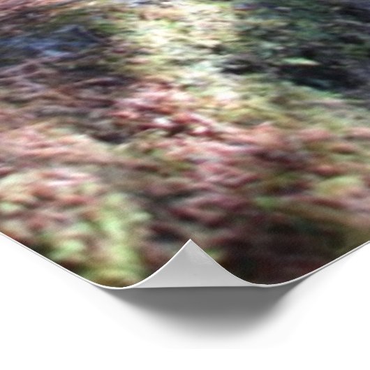 Alaska Forest Trail Poster (Hoek)