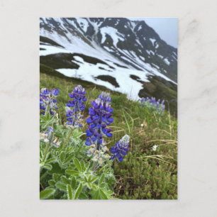 Alaska Glacier Wildflower Mountain Briefkaart